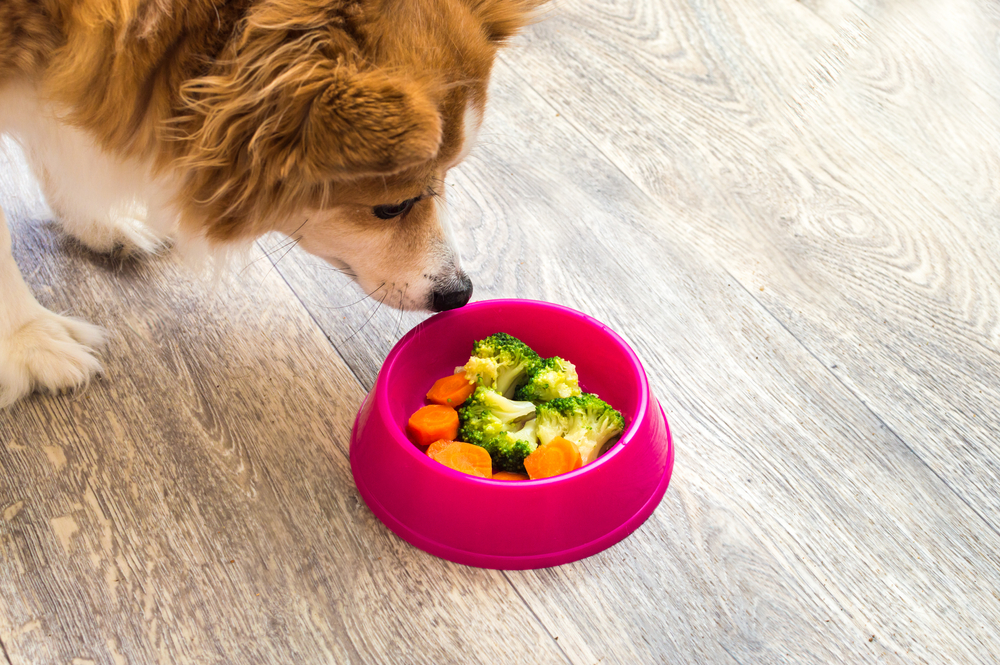 dog eating carrots and broccoli in the feeding bowl