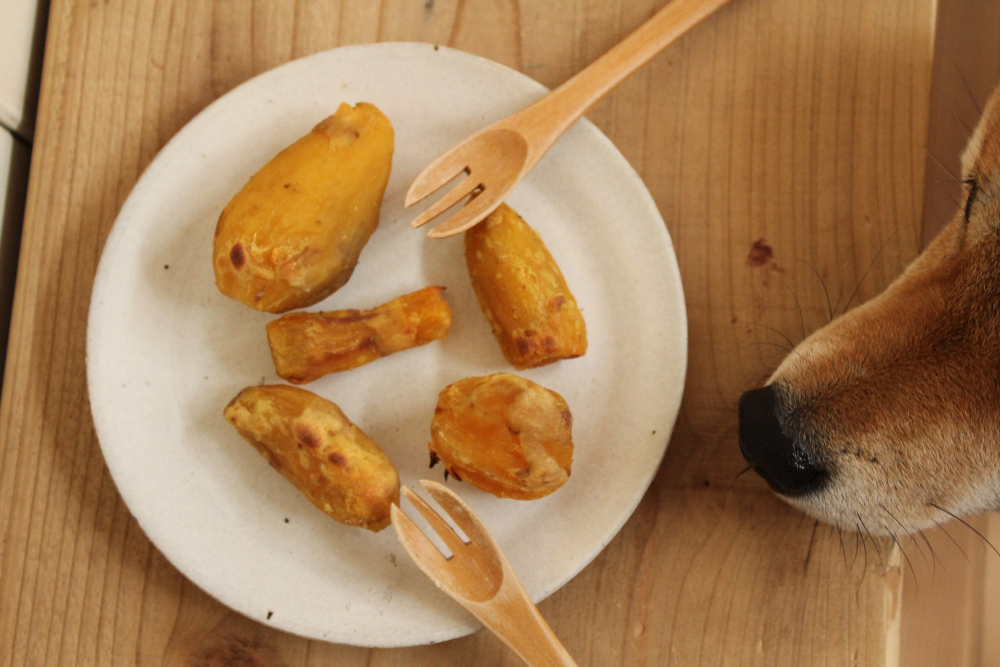 dog smelling the homemade cooked sweet potato on plate