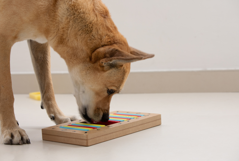 dog sniffing treat puzzle toy