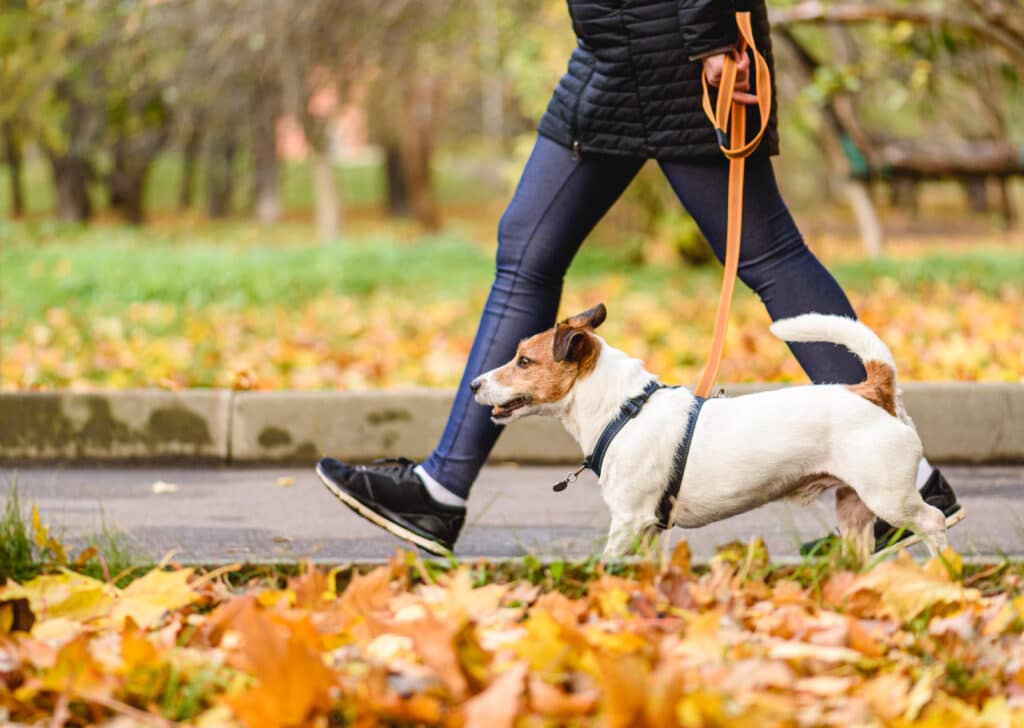 dog walking on loose leash next to owner in autumn park on warm sunny day