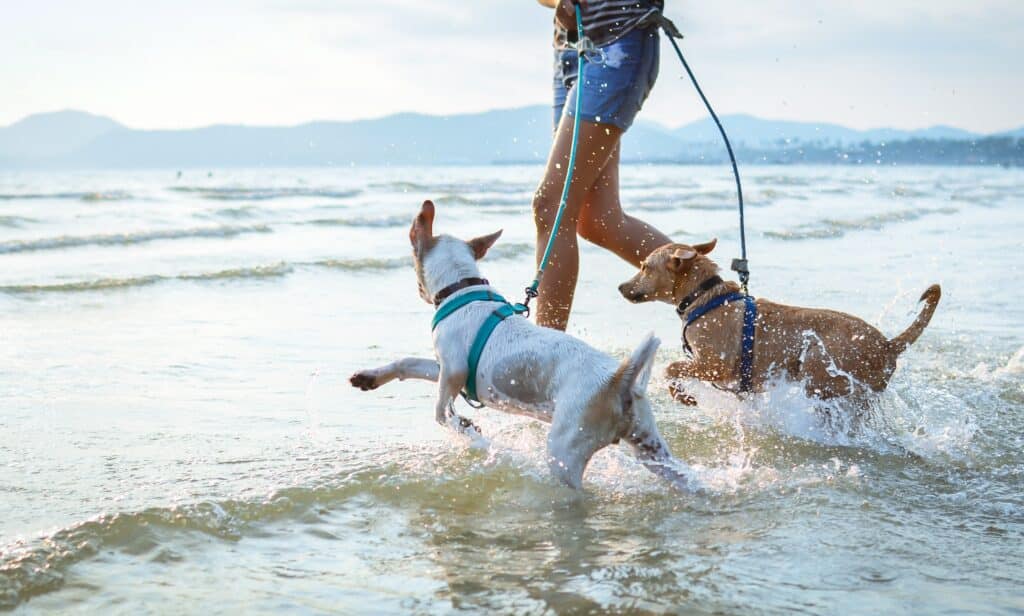 dogs enjoy playing on beach with owner