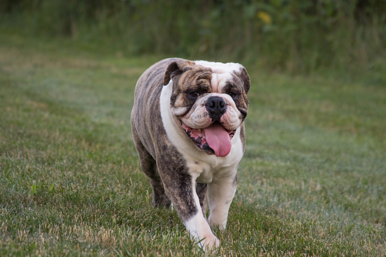 english bulldog 2434814 1280 1