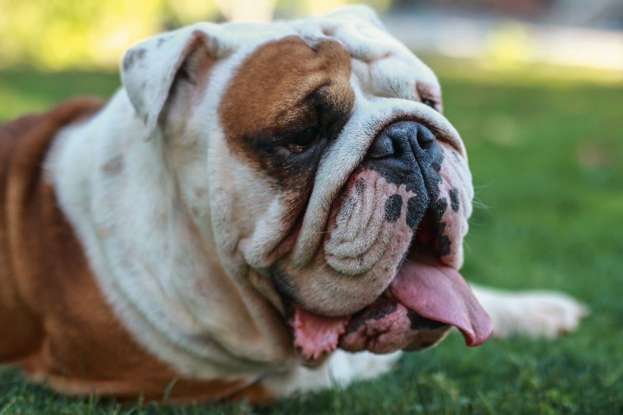 english bulldog 5572857 1280