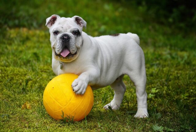 english bulldog 562723 1280 9 e1721196349656