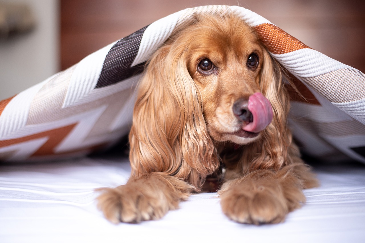 english cocker spaniel 5937753 1280 1