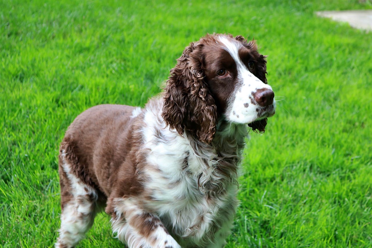 english springer spaniel 6479463 1280 12 1