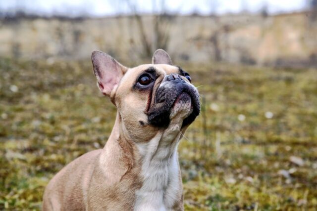 french bulldog 7030321 1280 e1726075762745