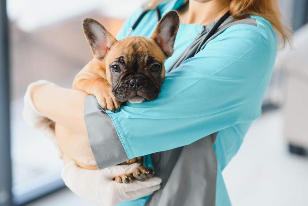 french bulldog at the vet clinic