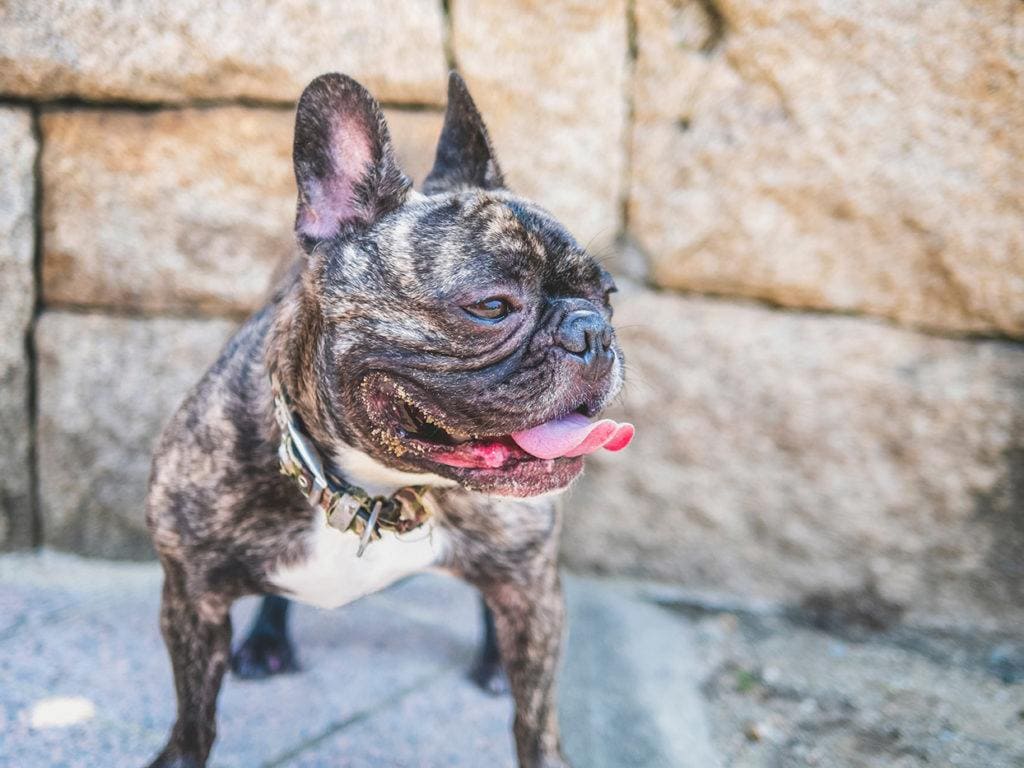 french bulldog panting