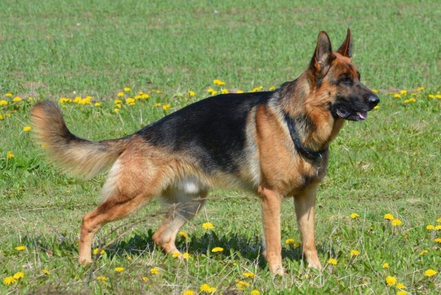 german shepherd 405503 1280 e1722076681615