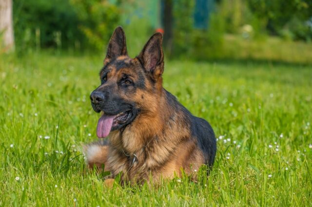 german shepherd 6307025 1280 11 e1722932341368