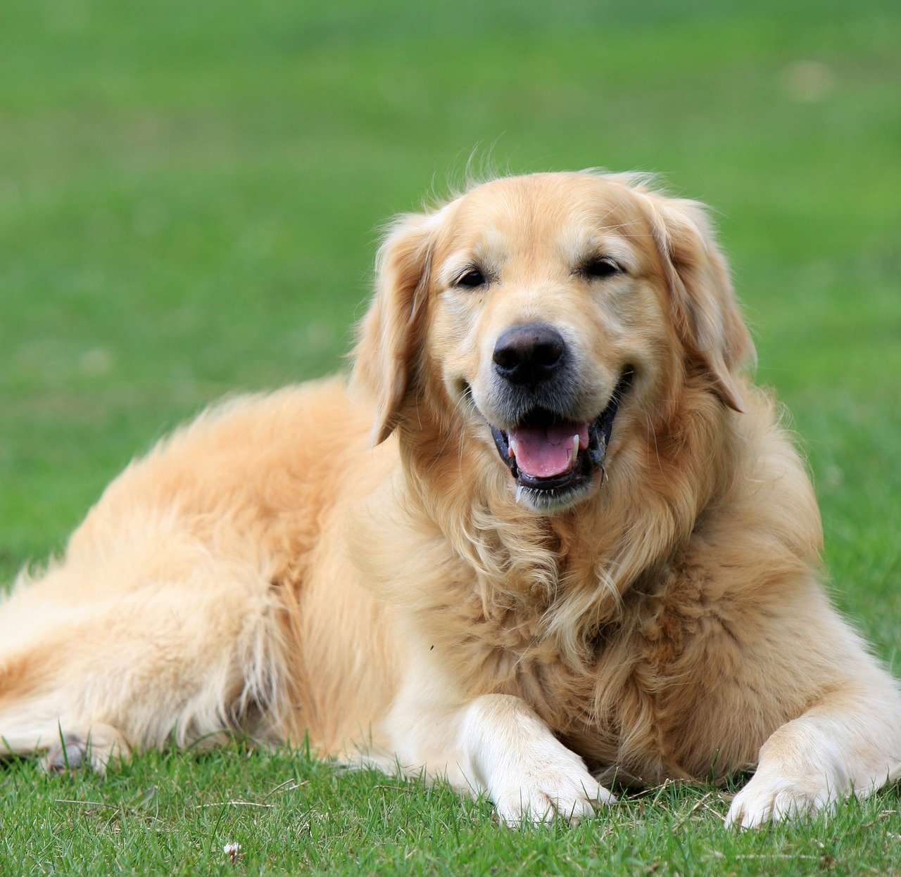 golden retriever 164221 1280