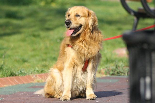 golden retriever 460885 1280 1 e1717045847362