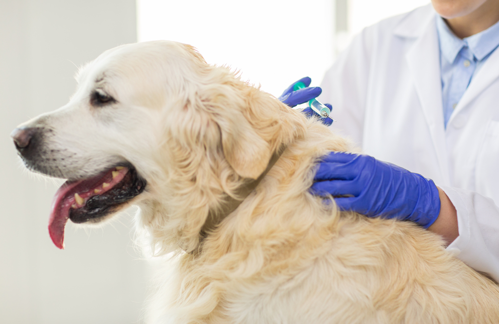 golden retriever getting a vaccine