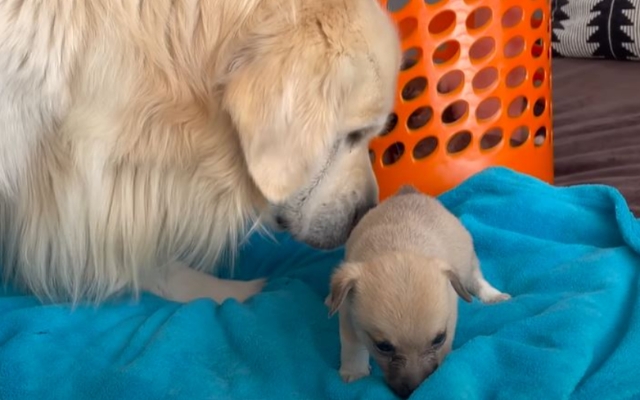 golden retriver litter