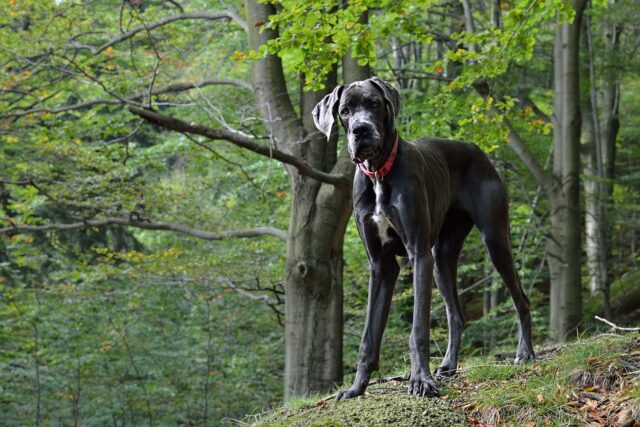 great dane 2793816 1280 e1723000850224