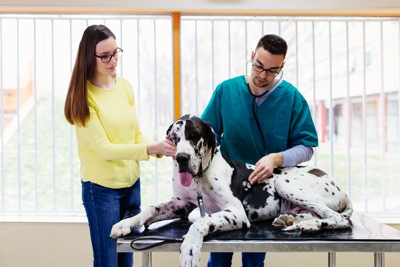 great dane dog with owner and vet at the clinic