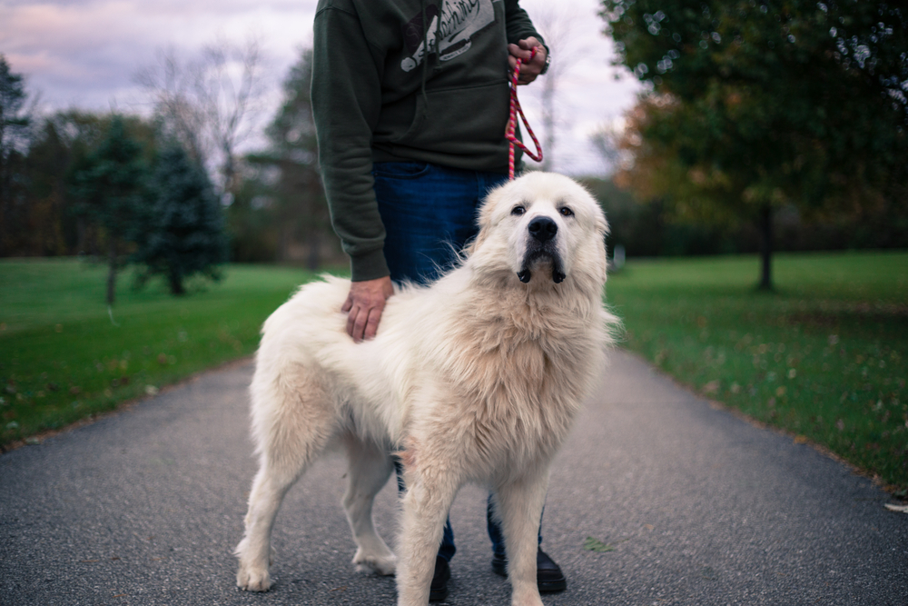 great pyrenees dog standing in front of his owner