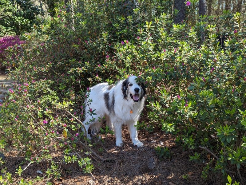 great pyrenees dog with badger markings outdoors