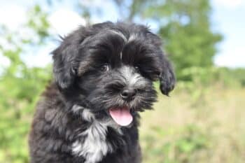 havanese 7208071 1280 12 350x233 1