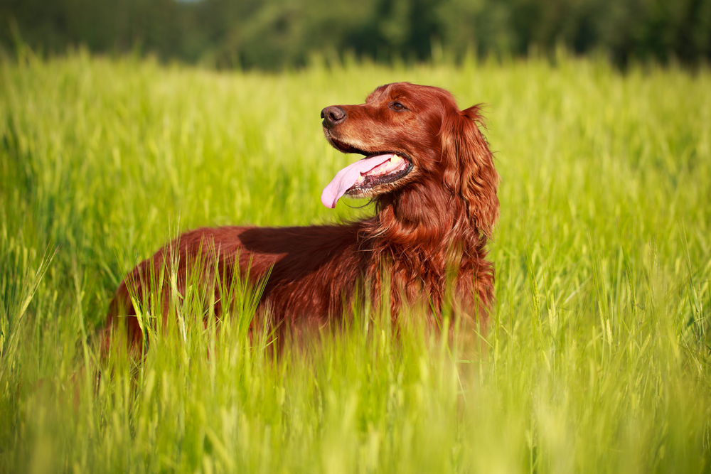 irishsetter