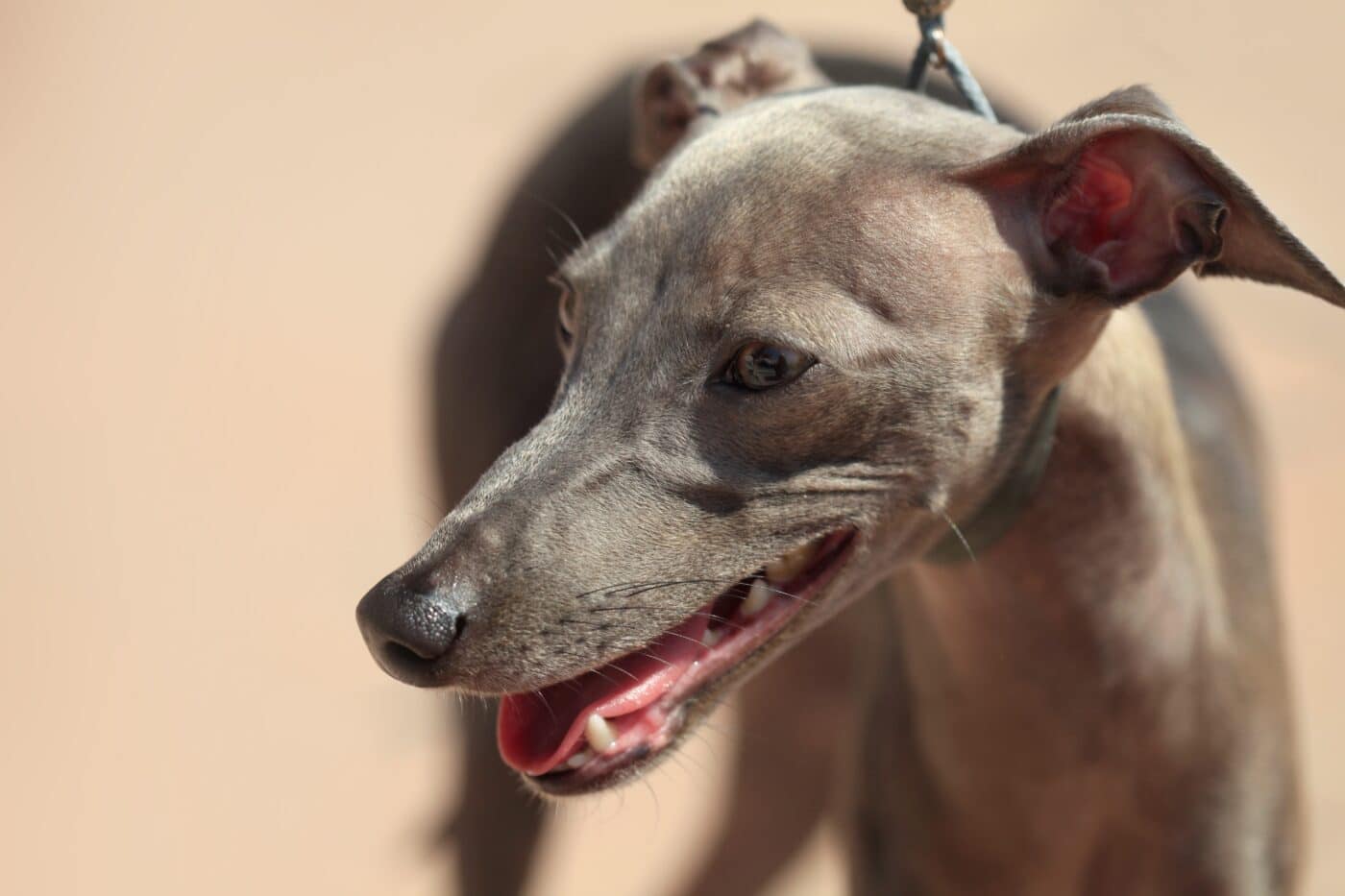 italian greyhound closeup 1400x933 1