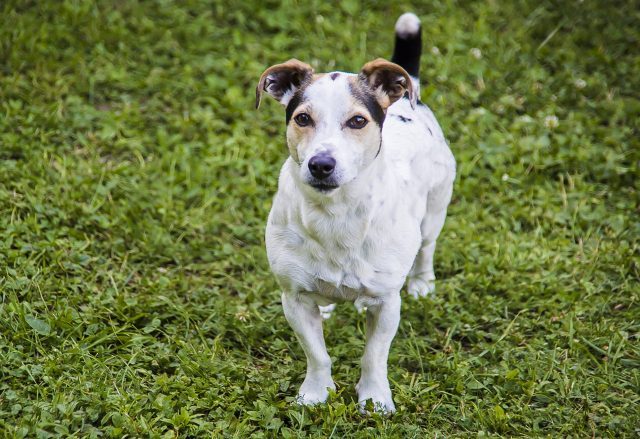 jack russell terrier 7300728 1280 e1717815973573