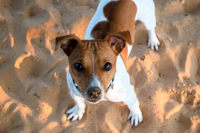 jack russell terrier 7676587 1280 e1721547035876