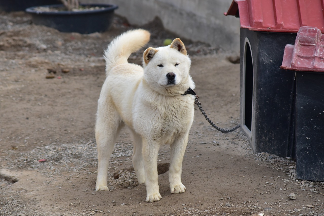 jindo dog 5103470 1280