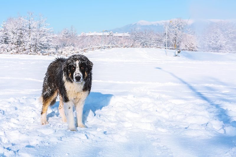 Karakachan Bulgarian Shepherd Dog on the snow