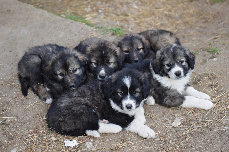 Karakachan bulgarian shepherd puppies