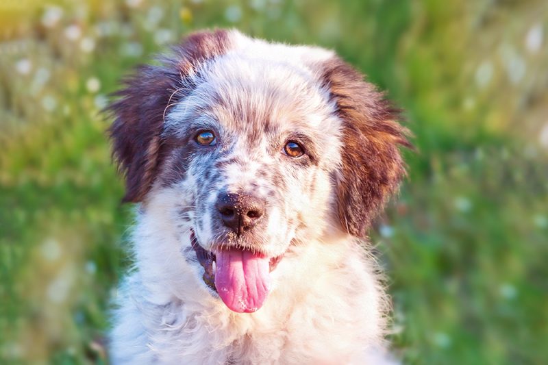 karakachan bulgarian shepherd puppy