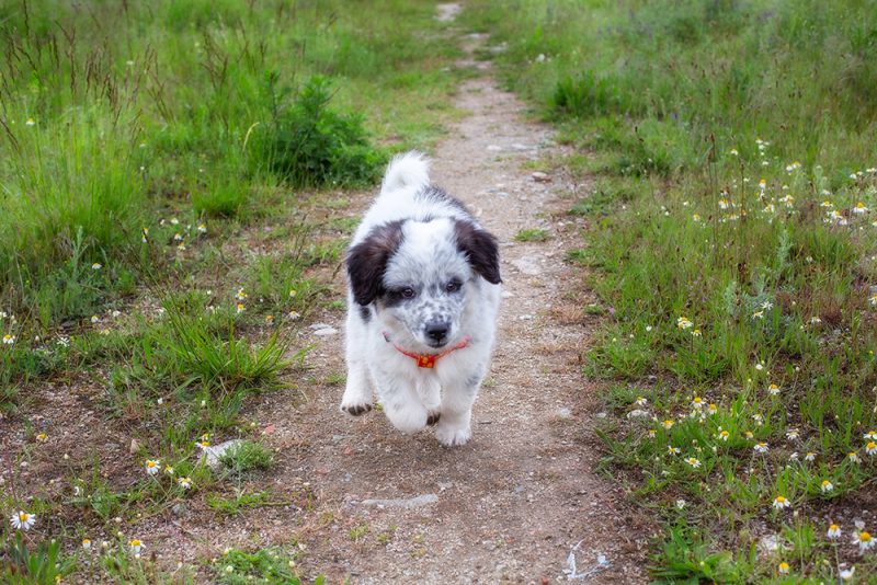 karakachan puppy running