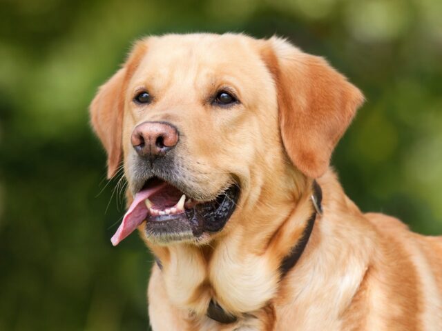 labrador retriever 1210559 1280 16 e1721894810887