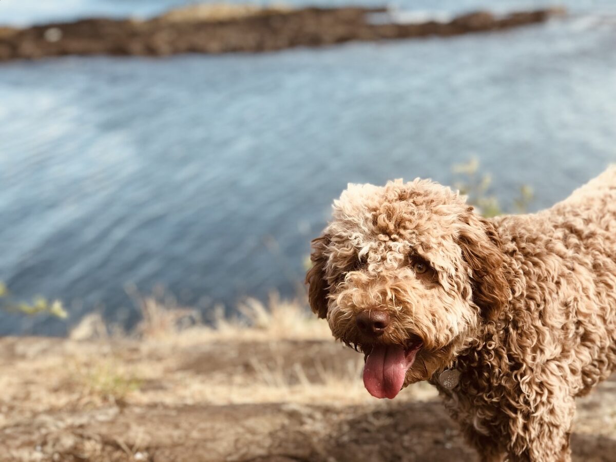 lagotto romagnolo 4272671 1280 1 e1726031524191