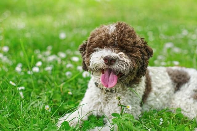 lagotto romagnolo 8680475 640