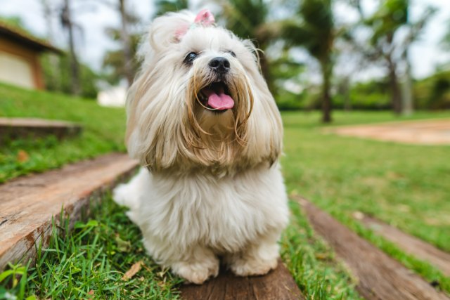 lhasa apso 7