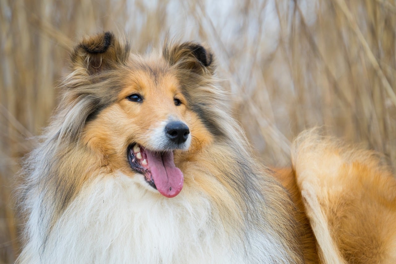 long haired collie 5766447 1280 2