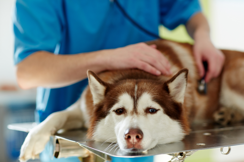 medical treatment of sick husky dog in vet clinic