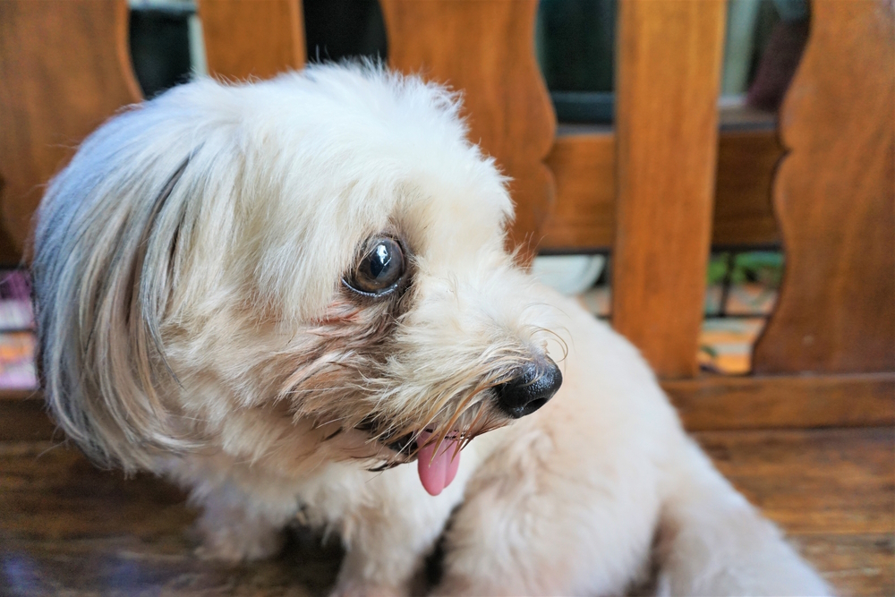 mix-breed-dog-with-tear-stain