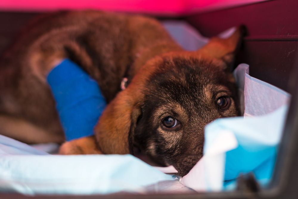 mixed breed puppy with parvovirosis at the veterinary clinic