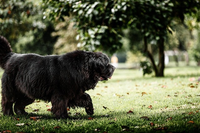 newfoundland dog 6809305 640