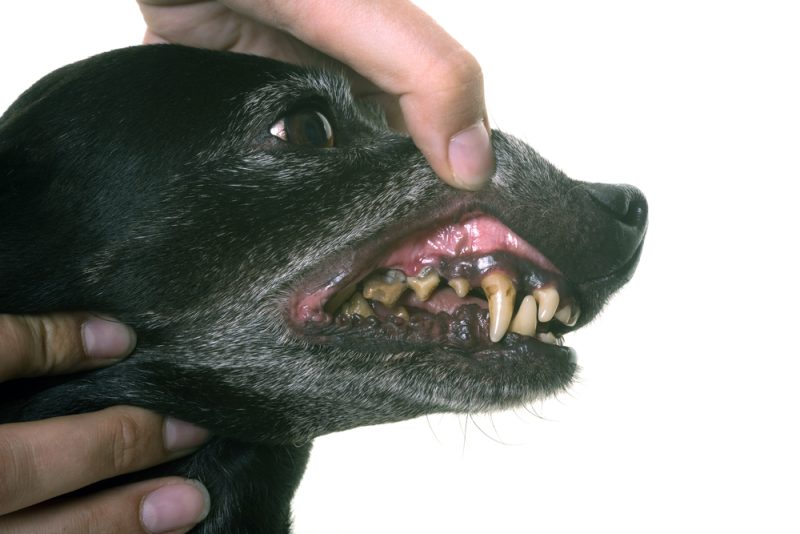 old black dachshund dog showing his teeth in front of white background