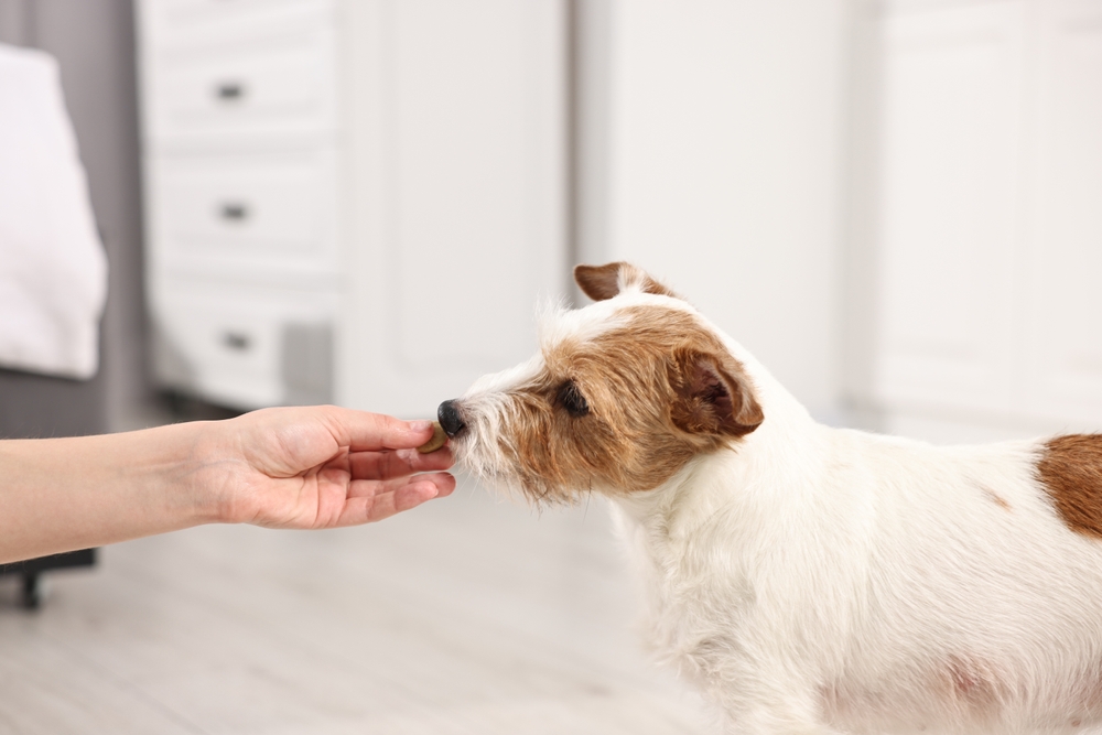 owner giving a treat to her dog