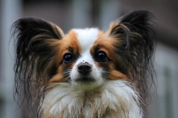 papillon 274183 1280 350x233 1