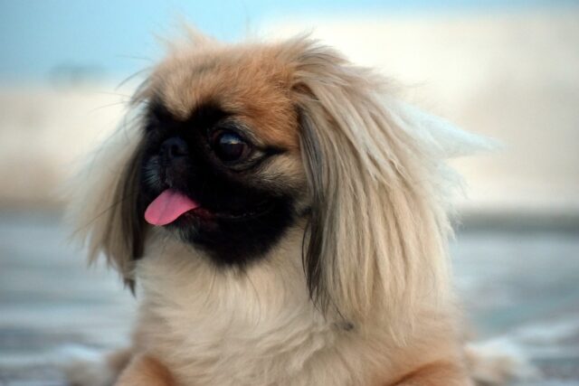 pekingese 2719513 1280 13 e1721827179769