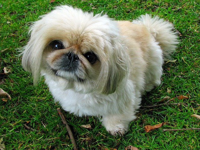 pekingese 76185 640