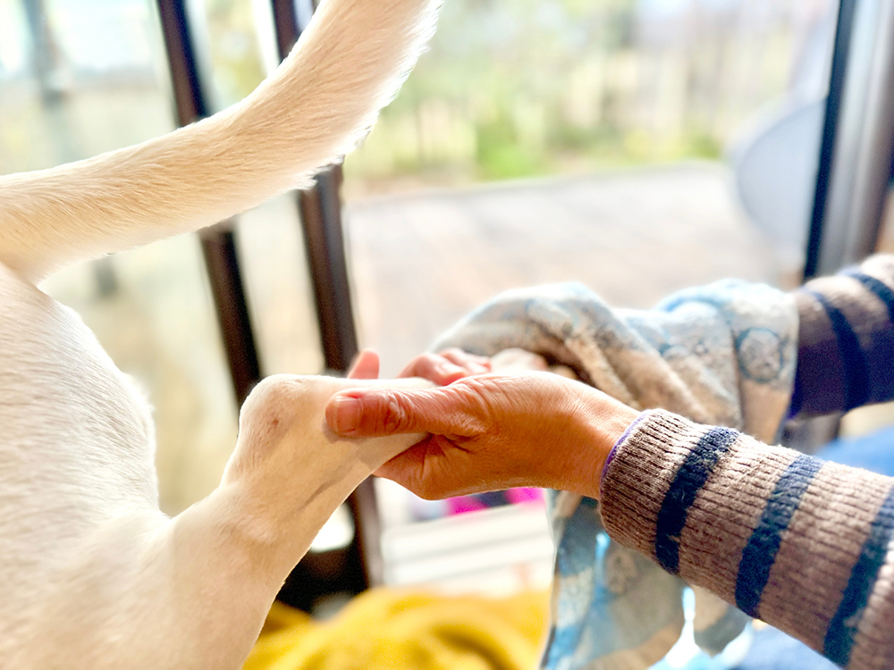 person wiping off dog's paw