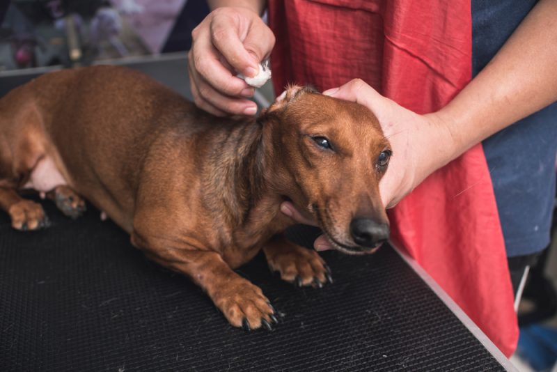 pet groomer gently cleans a brown dachshund's ears with cotton balls