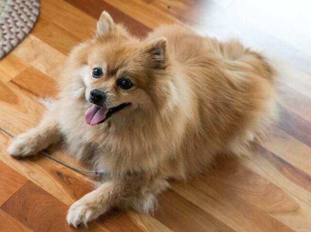 pomeranian 1541800 1280 e1722564206407